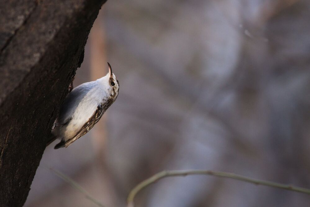 Eurasian treecreeper