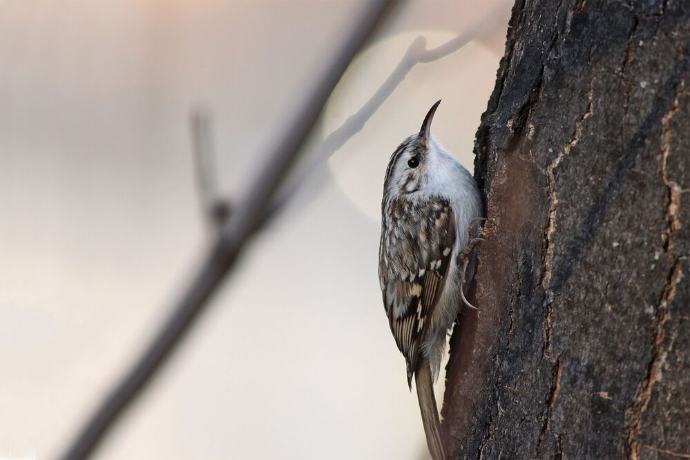 Eurasian treecreeper