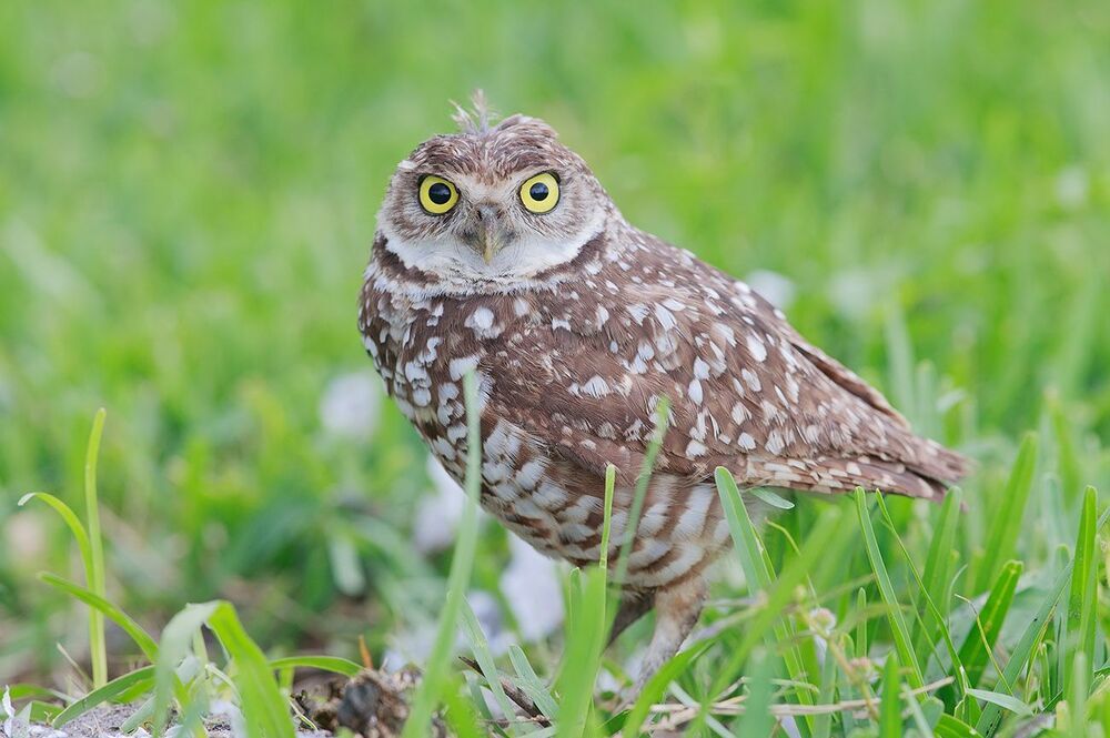 Cыч - Burrowing Owl