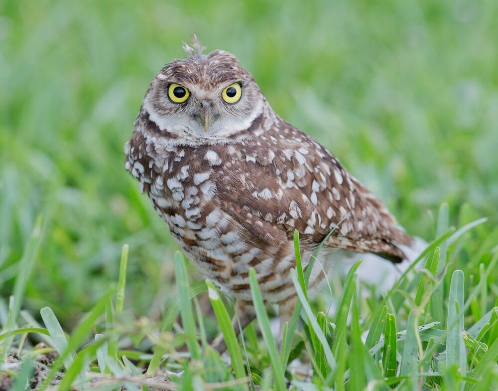 Cыч - Burrowing Owl