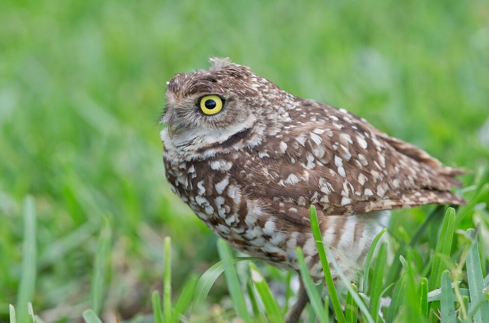Cыч - Burrowing Owl