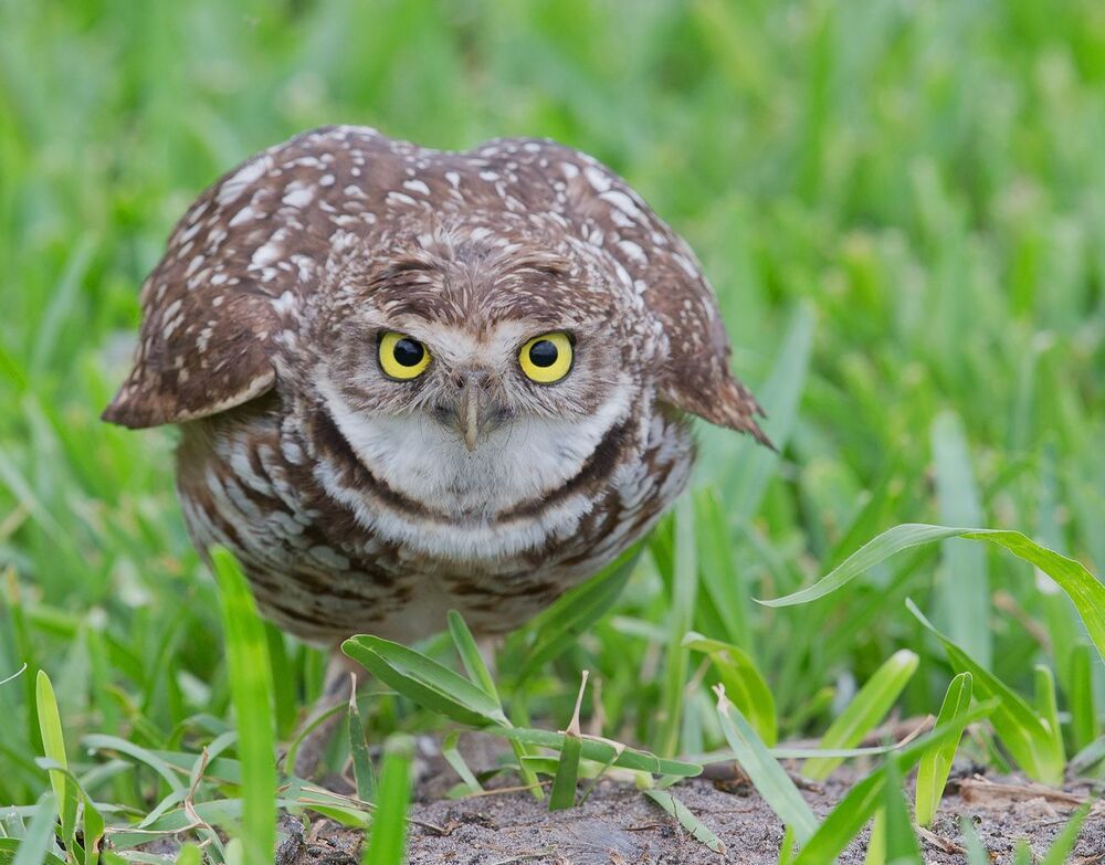 Cыч - Burrowing Owl