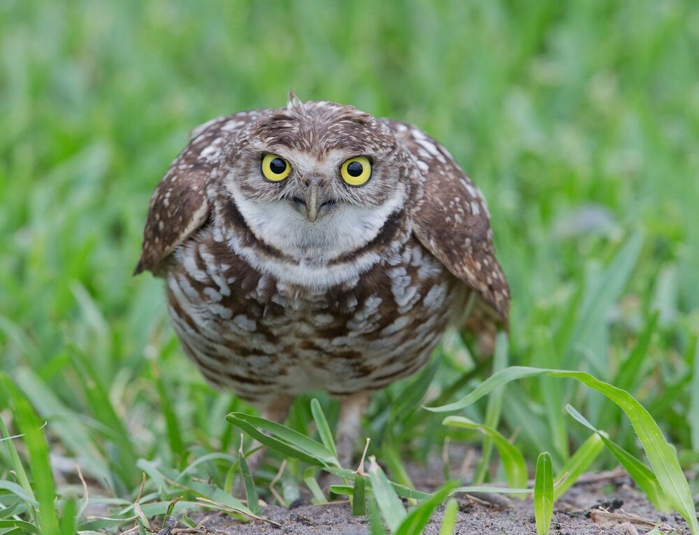 Cыч - Burrowing Owl