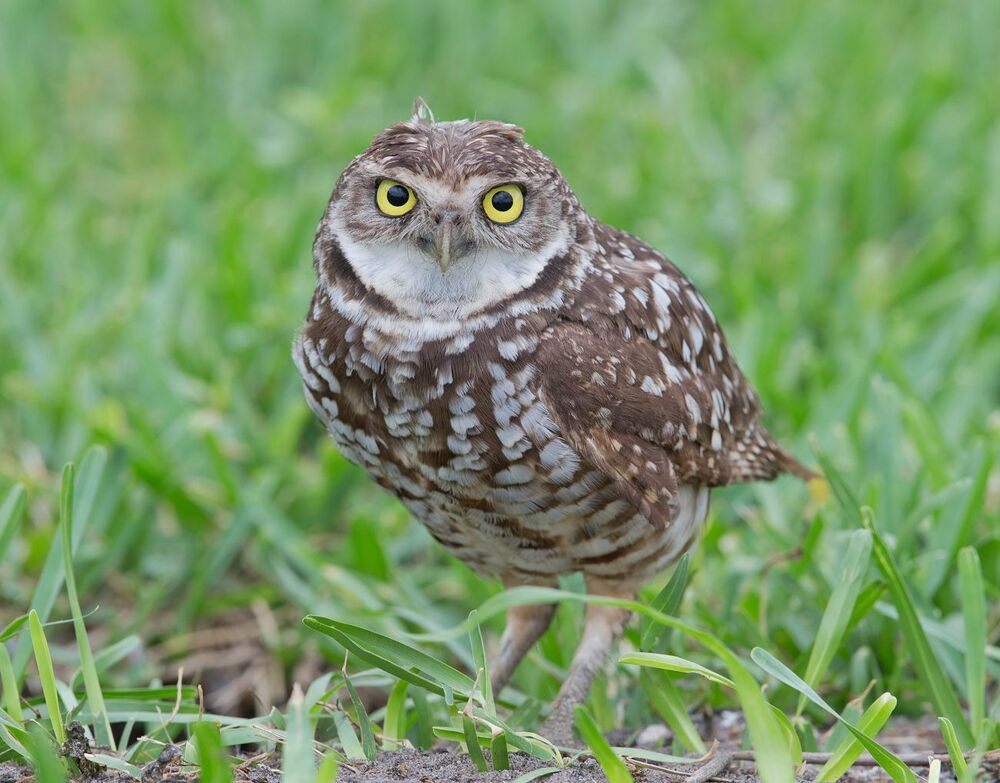 Cыч - Burrowing Owl