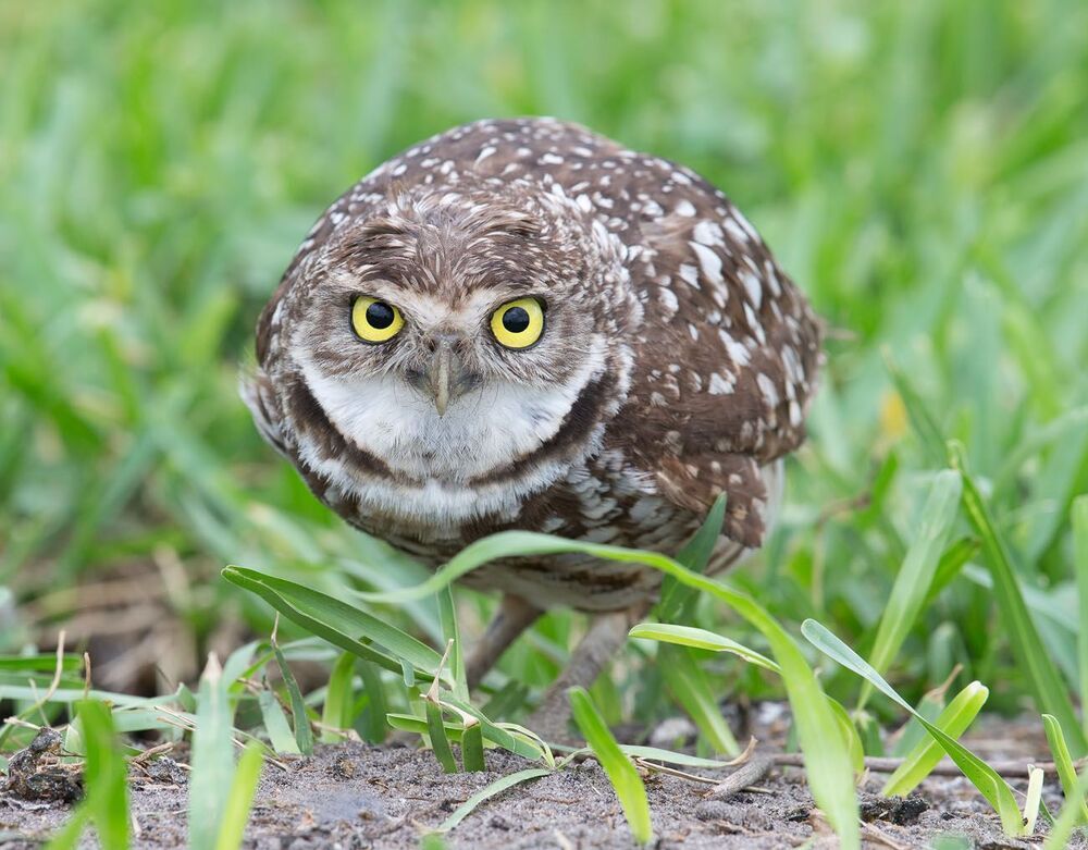 Cыч - Burrowing Owl