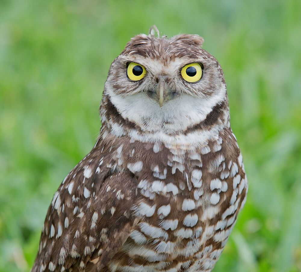 Cыч - Burrowing Owl