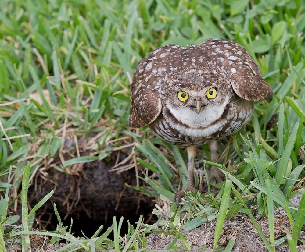Cыч - Burrowing Owl