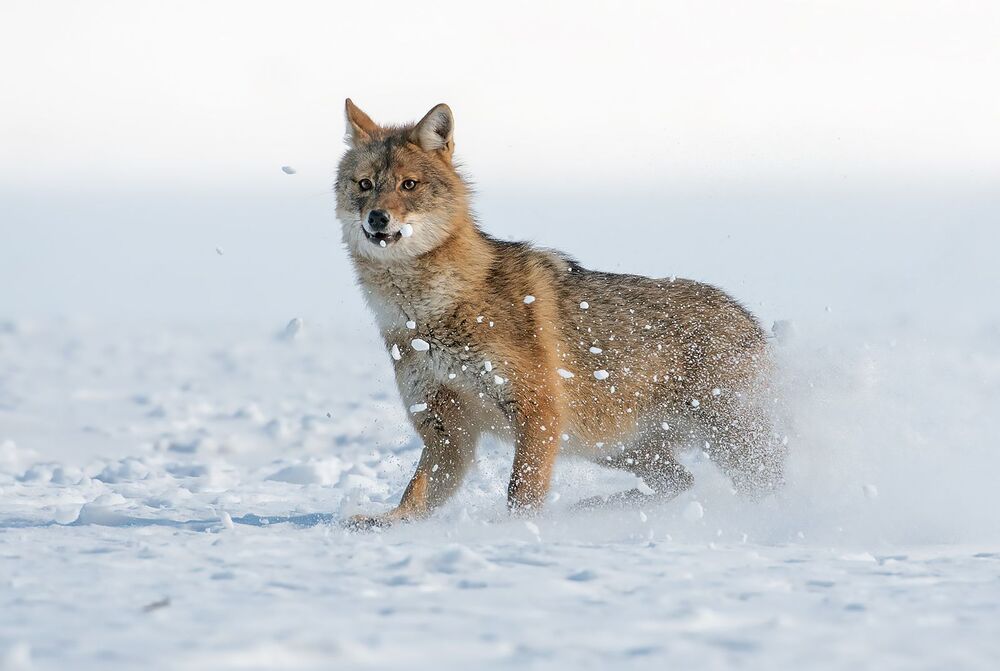 Златист чакал (Canis aureus)