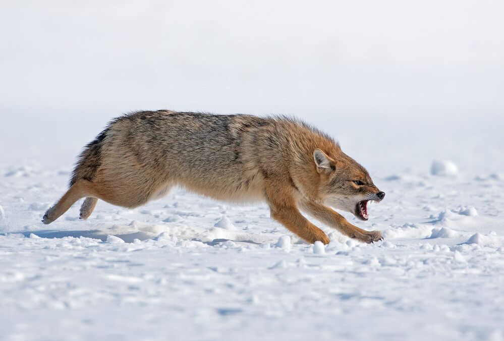 Златист чакал (Canis aureus)