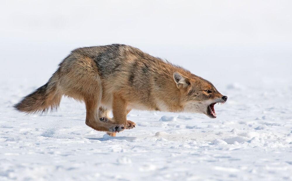 Златист чакал (Canis aureus)