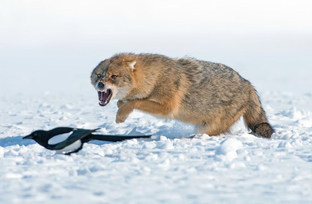Златист чакал (Canis aureus)
