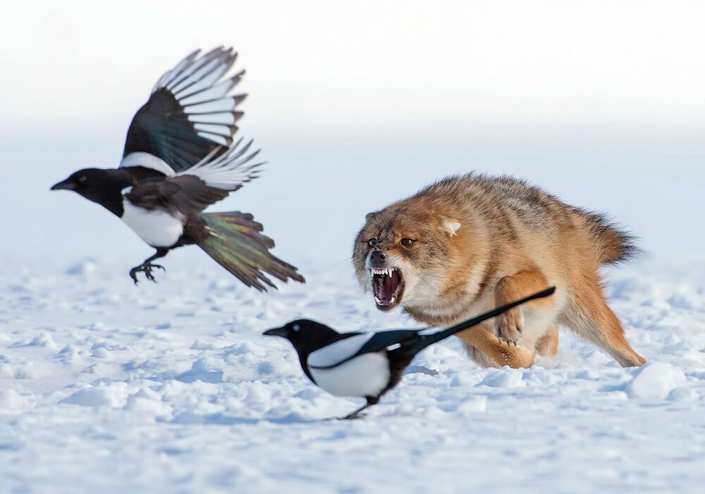 Златист чакал (Canis aureus)