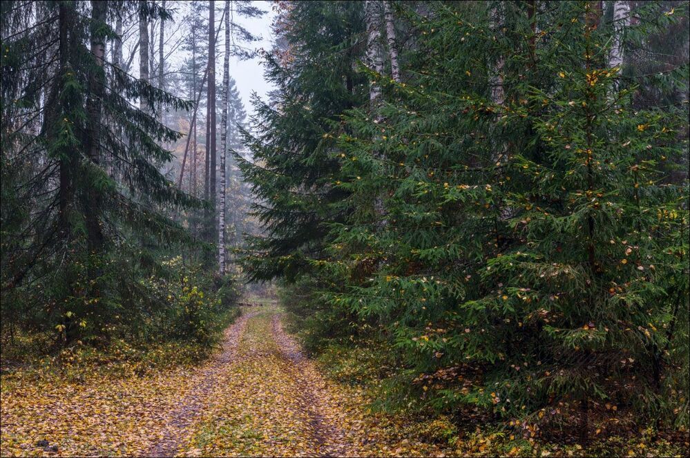 Октябрьским утром в лес