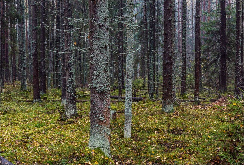 В мокром лесу