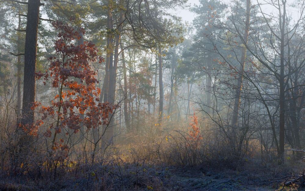 Осенний день пьёт белые туманы