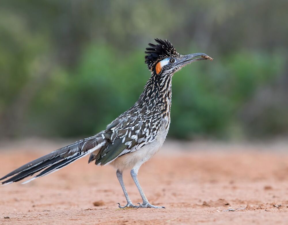Greater Roadrunner - Калифорнийская земляная кукушка