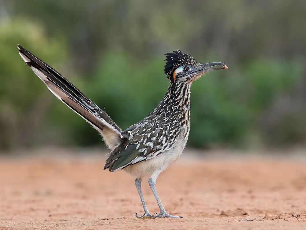 Greater Roadrunner - Калифорнийская земляная кукушка