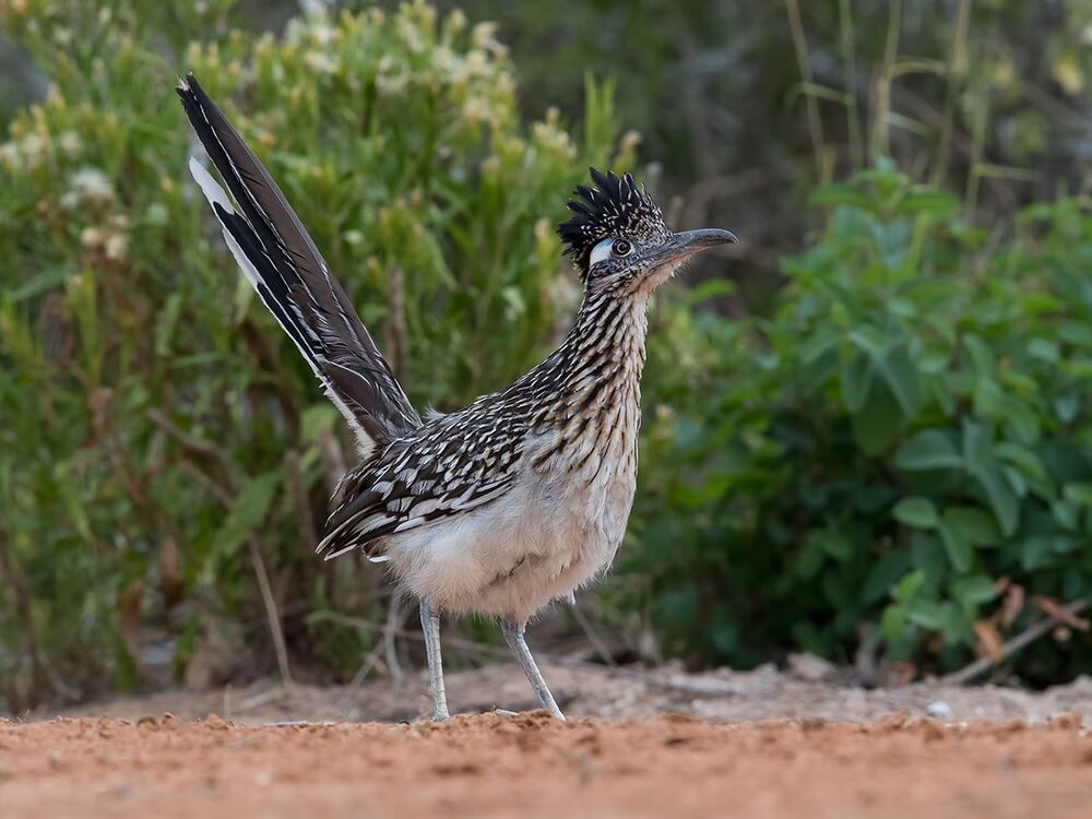 Greater Roadrunner - Калифорнийская земляная кукушка