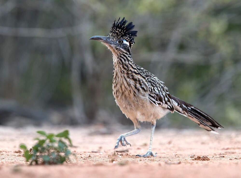 Greater Roadrunner - Калифорнийская земляная кукушка