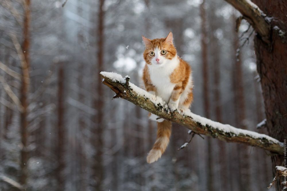 Зимняя прогулка