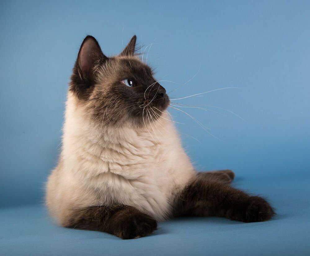 Саймон -Simon