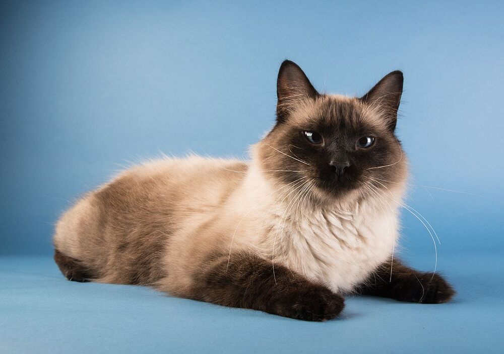 Саймон -Simon