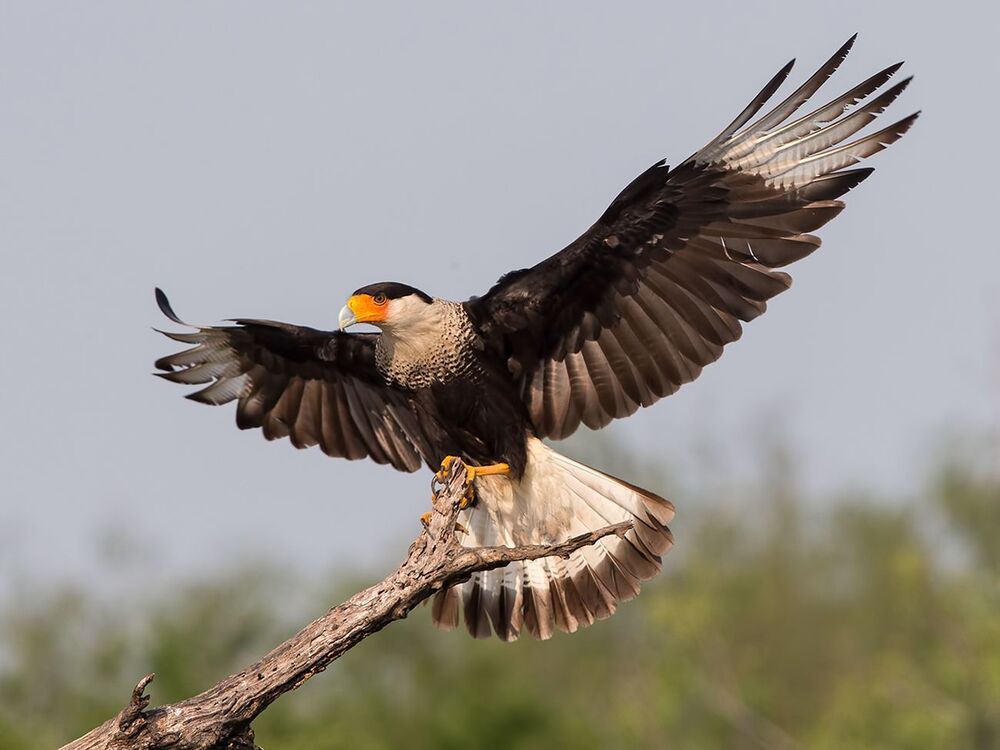 Каракара - Crested Caracara