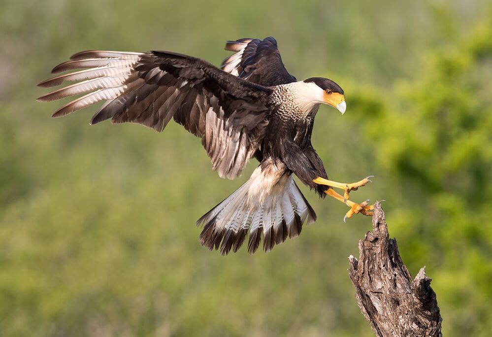 Каракара - Crested Caracara