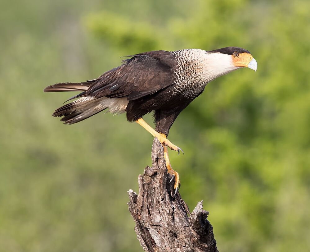 Каракара - Crested Caracara