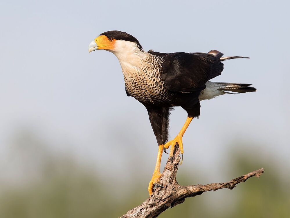 Каракара - Crested Caracara