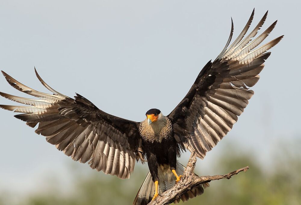Каракара - Crested Caracara