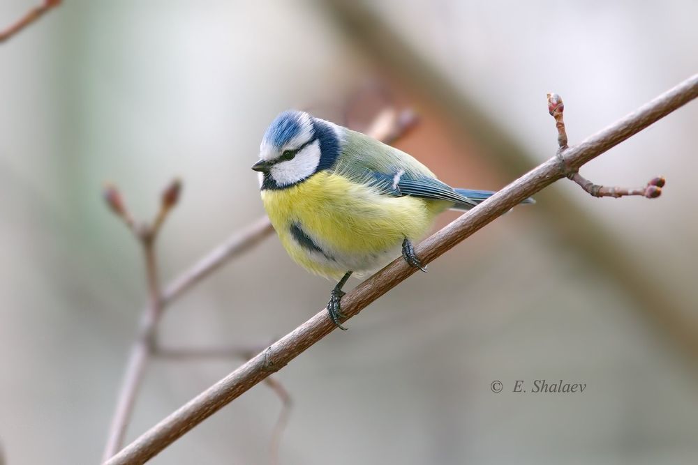 Лазоревка - Cyanistes caeruleus