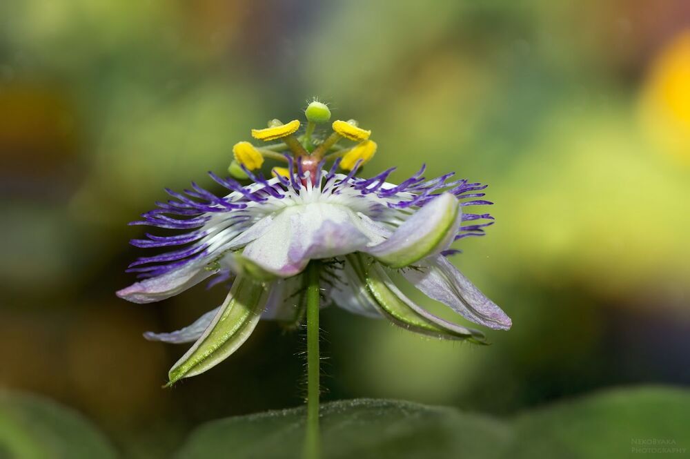 passionflower