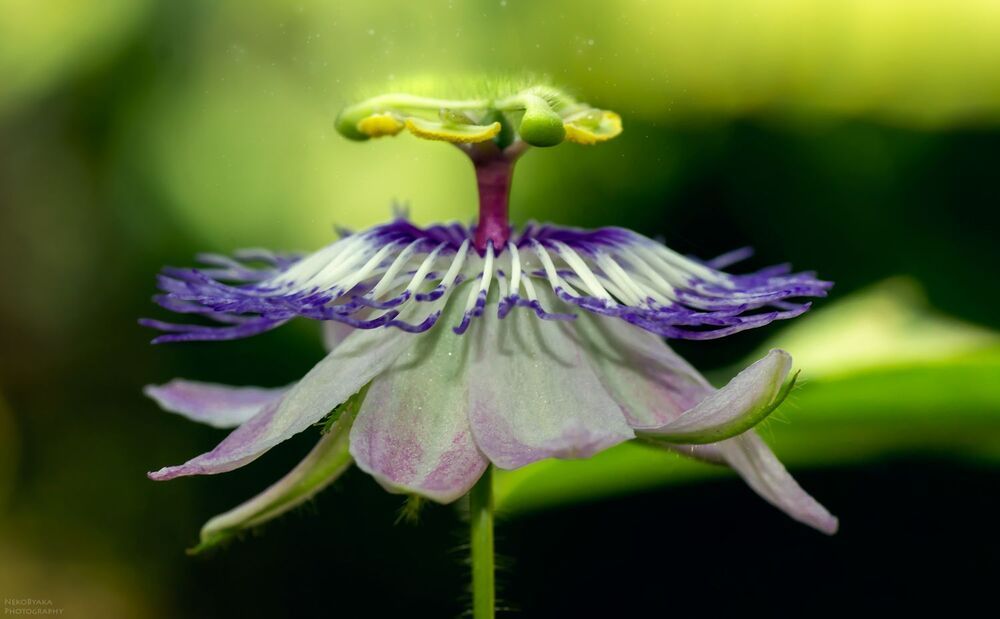 passionflower