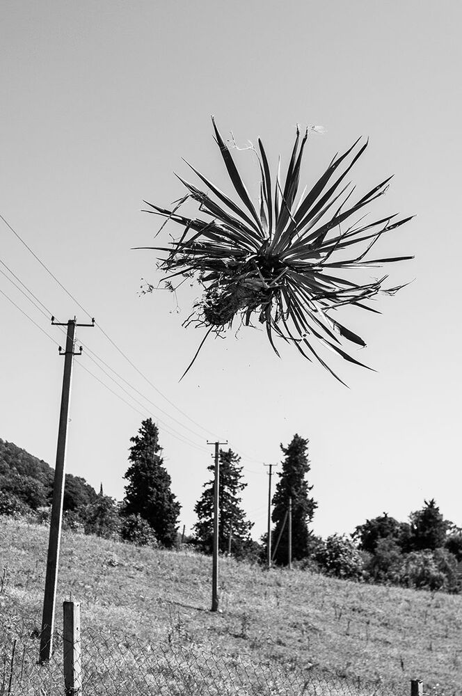 PLANTS 1.0