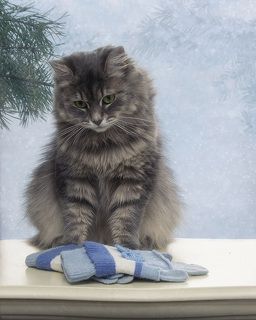 Может хоть в варежках гулять пустят?