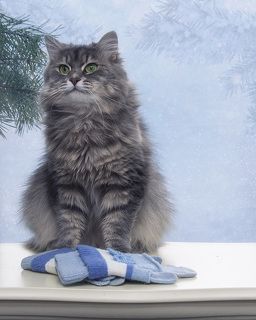 Надену варежки - пойду гулять!