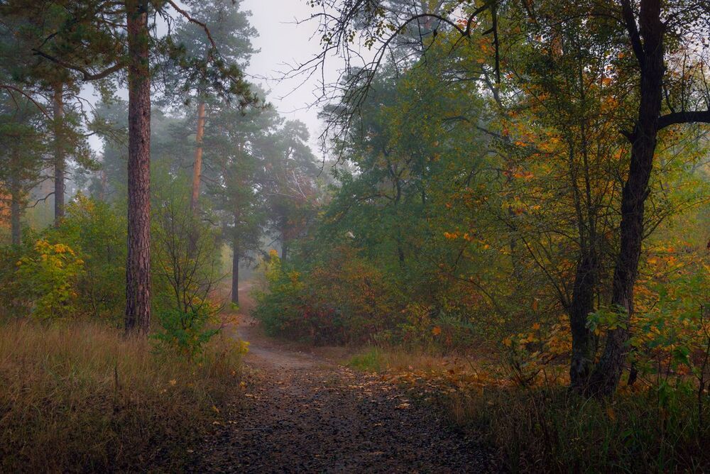 Осенний лес