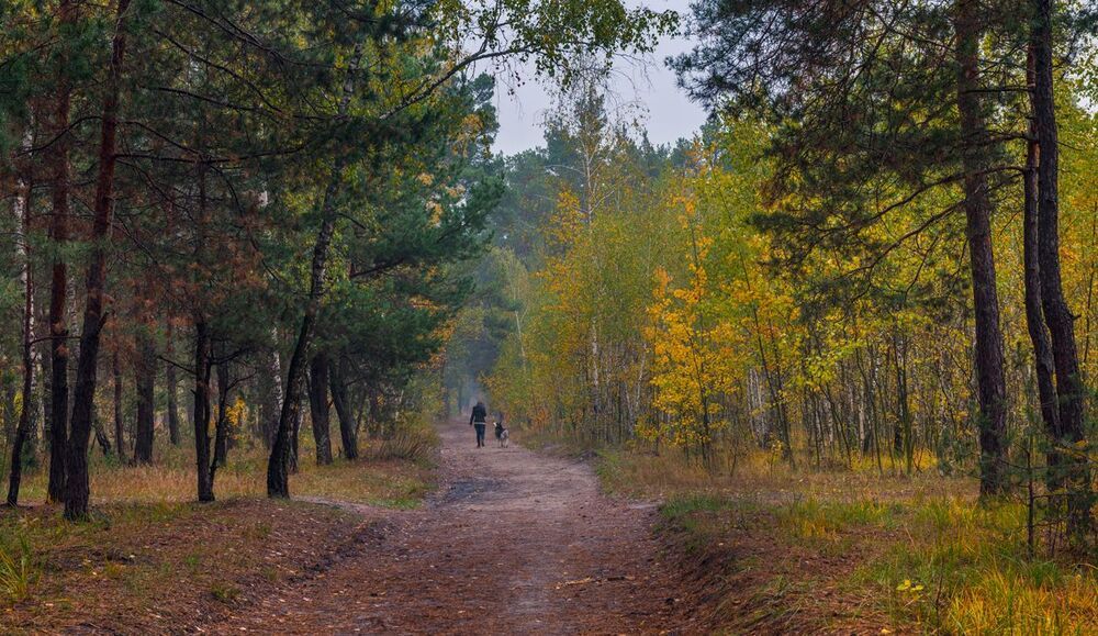Осенний лес