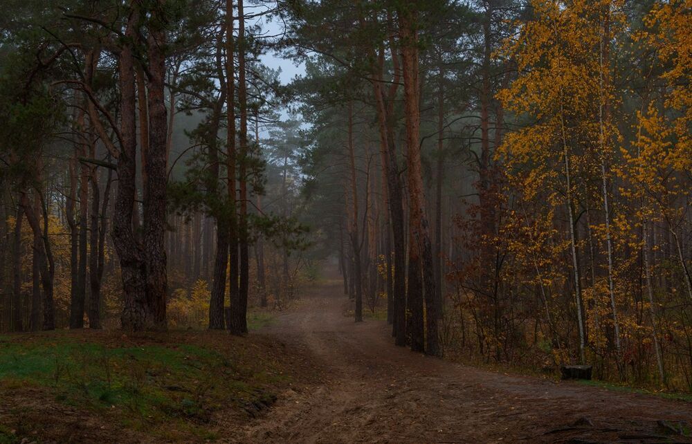 Осенний лес