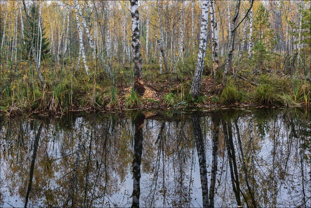 В гостях у бобров