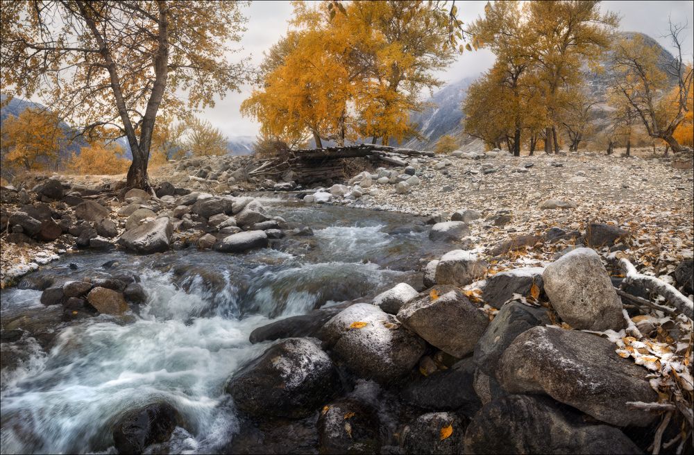 Березовая осень ..