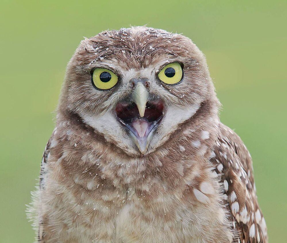 Портреты Сычей - Burrowing Owls