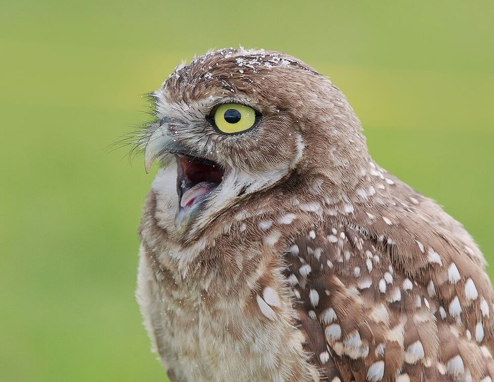 Портреты Сычей - Burrowing Owls