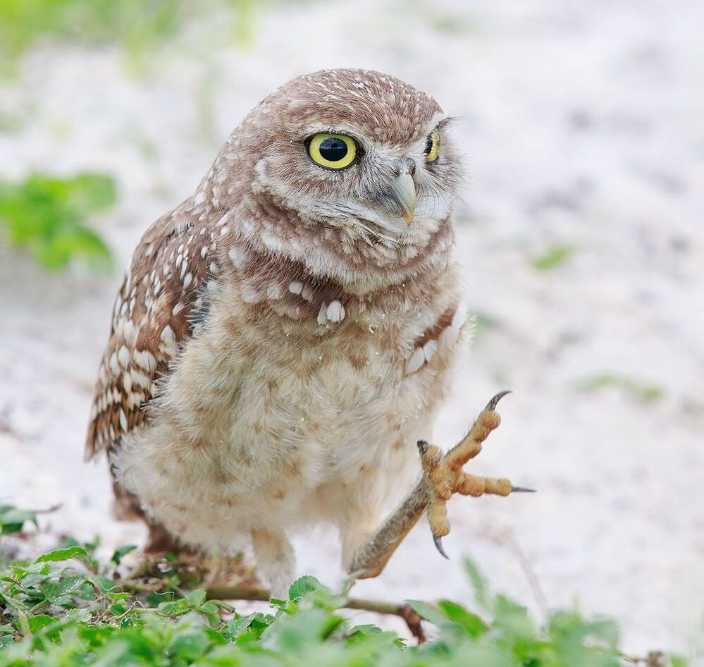 Портреты Сычей - Burrowing Owls