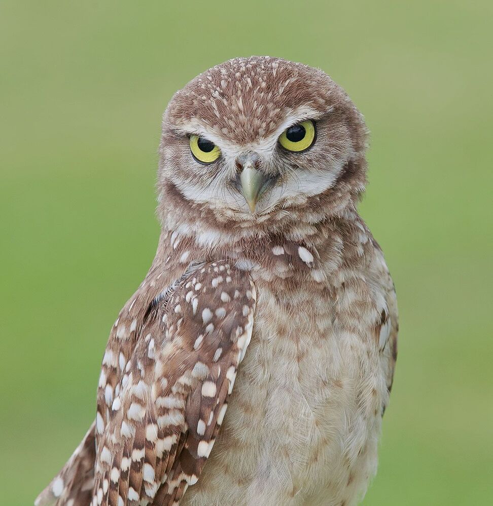 Портреты Сычей - Burrowing Owls