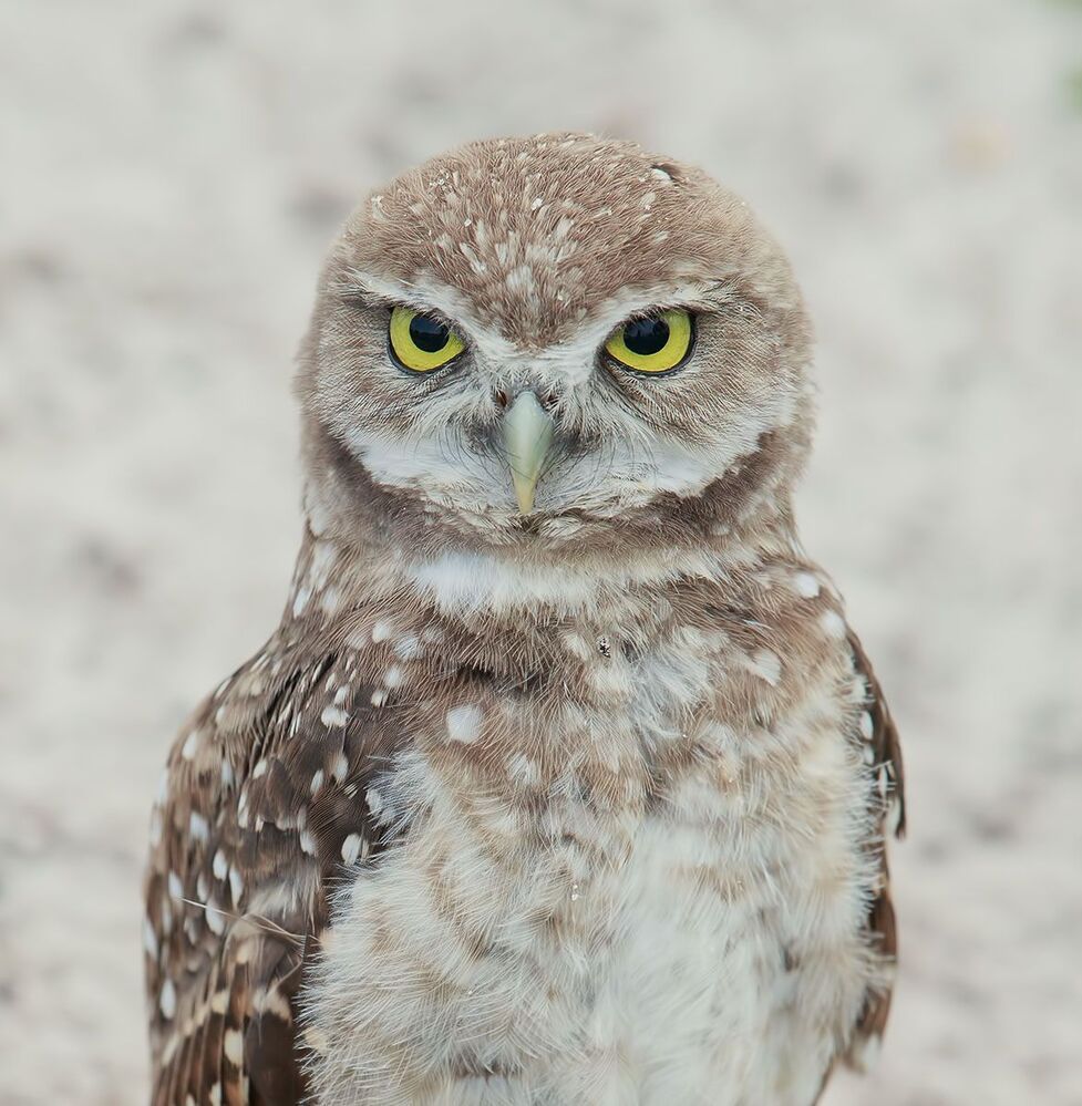 Портреты Сычей - Burrowing Owls
