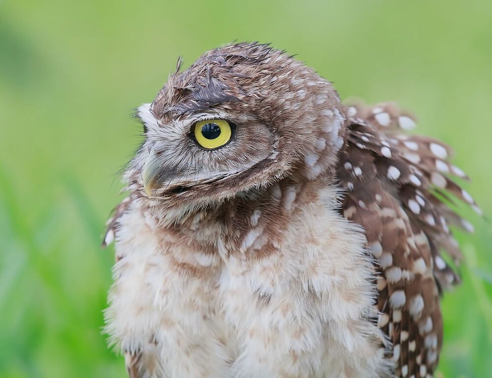 Портреты Сычей - Burrowing Owls