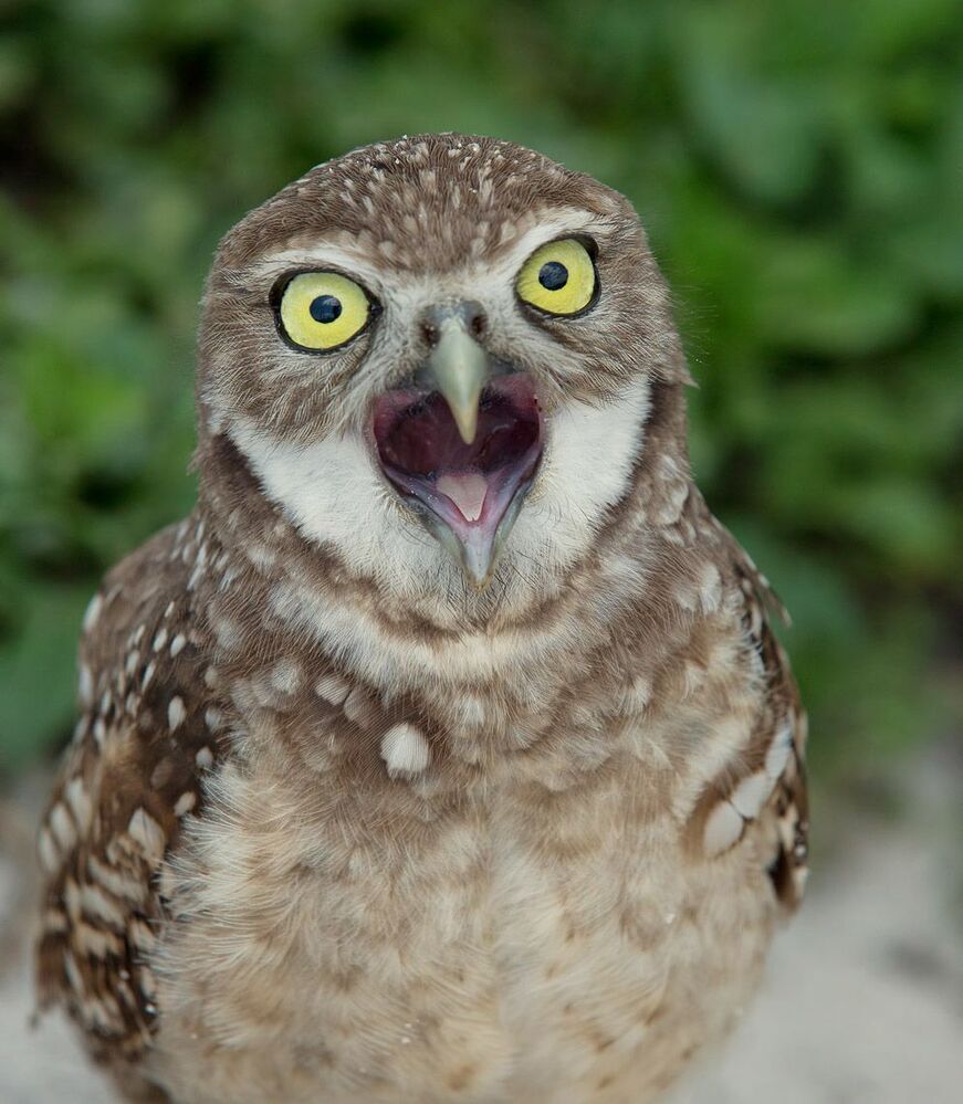 Портреты Сычей - Burrowing Owls