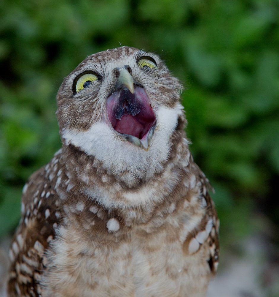 Портреты Сычей - Burrowing Owls